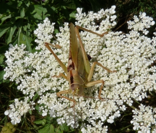 Ninfa di Tettigonia sp.